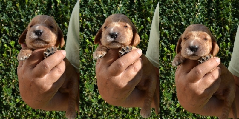 2-pejsek světle zelená stužka.JPG